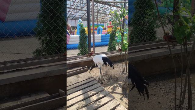 Цапля, в зоопарке "Планета Обезьян" смотреть онлайн