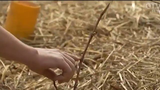 Про виногрaдaря из д.Дрозды смотреть онлайн