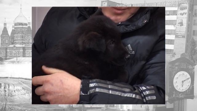 Взгляд назад - Сердобская ветлечебница