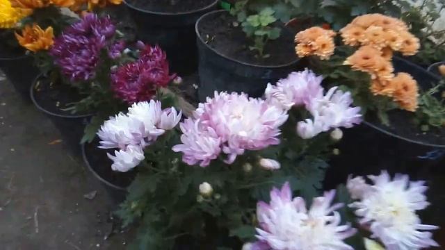Завершающий сезон рыночек. Новинки хризантем смотреть онлайн