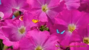 Петуния грандифлора Аладдин Неон (aladdin neon) ? обзор: как сажать, семена петунии Аладдин Неон