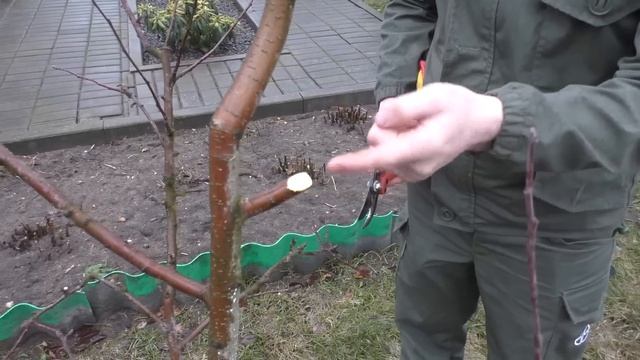 Обрезка сада .Яблоня .Форма кроны - веретено . С чего начать?