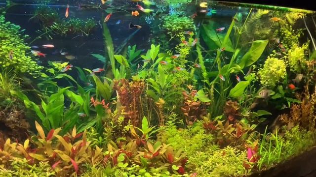 Aquascaping, Aquaworld, Aquarium by Sangita (India) смотреть онлайн