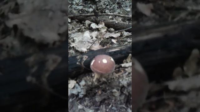 Масові гриби на Тернопільщині. Таке буває не кожного року! смотреть онлайн