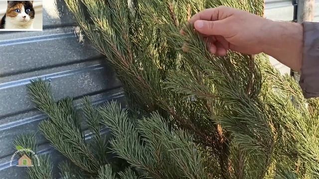 Как правильно выбрать живую хорошую Елку на Новый Год для дома смотреть онлайн