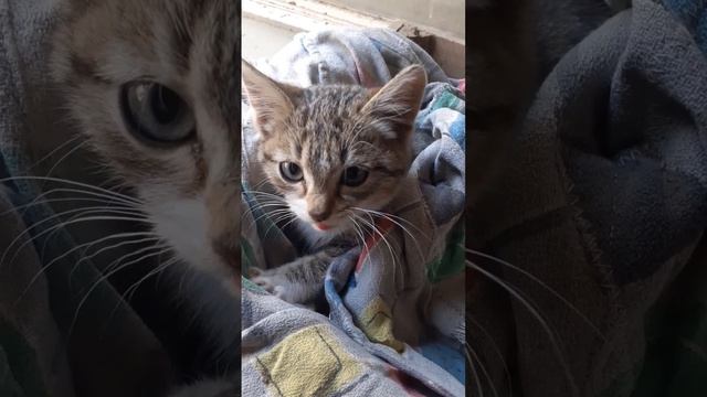 КОНЁНОК ТОМ НАШ ПОДКИДЫШ смотреть онлайн