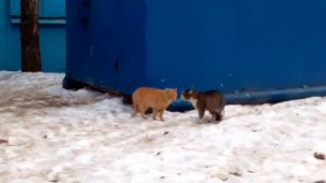 Как кошки разговаривают друг с другом!