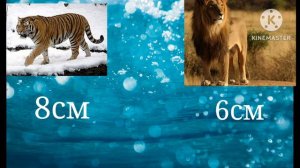 Амурский тигр против Африканского льва