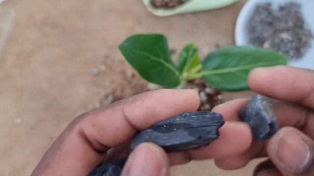 Starting a new Bonsai Project | Ficus Audrey смотреть онлайн