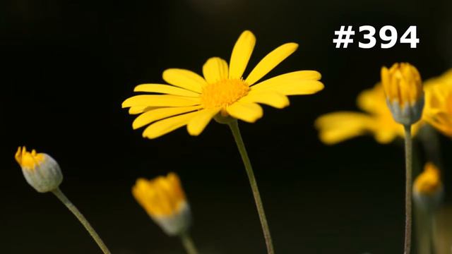 #394. Цветы и растения - самые красивые цветы смотреть онлайн