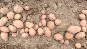 24.Картофель  Выбираем сорта картофеля