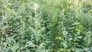 НЕ ТРОНУТАЯ ИЗБА ОХОТНИКА, ПОЛНАЯ ДРЕВНИХ МОНЕТ! 150 ЛЕТ НЕ ВХОДИЛИ Коп поиск монет металлоискателе