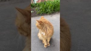 Уличный кот. Street cat