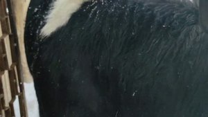 БЫК ОТОРВАЛСЯ И ВЗБЕСИЛСЯ. ОТКОРМ БЫКОВ НА СЕМЕЙНОЙ ФЕРМЕ.