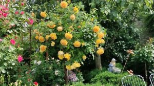 Непрерывно цветущие розы. Миф или реальность?