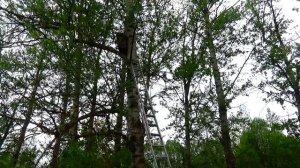 Роеловные приключения начинаются