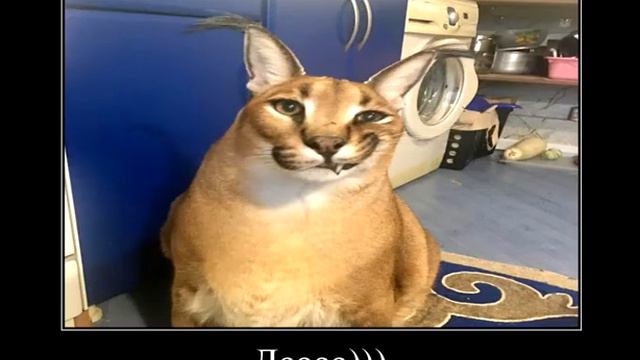 Артём ты что играешь в Бравл Старс? Но, это демотиватор. смотреть онлайн