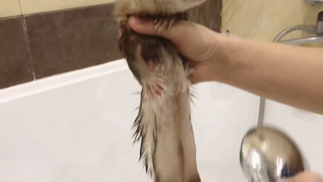 Как правильно купать хорька//Купаем хорька смотреть онлайн