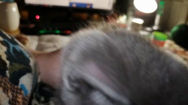 Как подружить кошку и нового котенка/ Я попробовала. Первый успех! смотреть онлайн