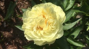 Пион Дабл Френд (Double Friend)