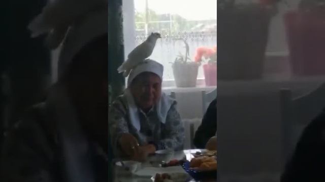 Якутия_ Поминки по герою СВО посетил голубь, сев на голову матери.