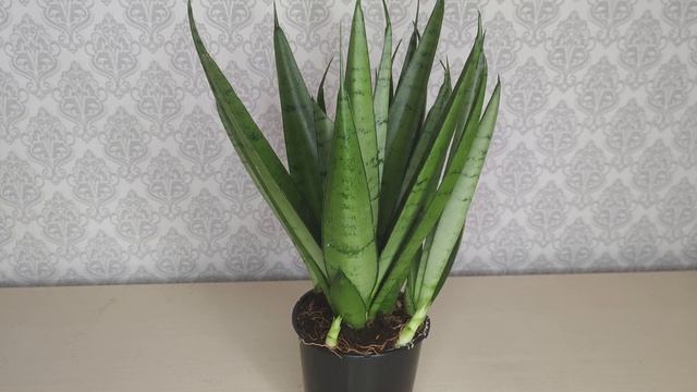 Сансевиерия. Новый сорт Сансевиерии Silver Parrot, Silver Princess. Сансевиерия из Голландии.