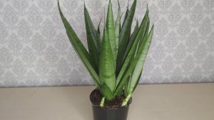 Сансевиерия. Новый сорт Сансевиерии Silver Parrot, Silver Princess. Сансевиерия из Голландии.