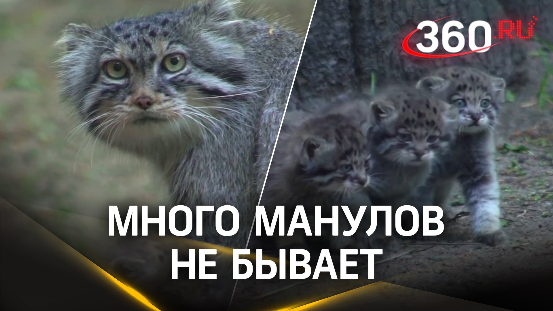 Берегите свои мимиметры: в зоопарке Новосибирска пополнение, две самки манула привели аж 12 котят!