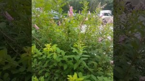 Спирея Билларда иволистная, кустарник с розовыми цветами