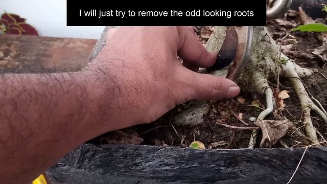 Bonsai for beginners - Ficus Religiosa Bonsai Easily Step by Step