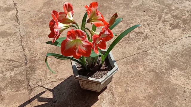 Hoa lan huệ cánh đơn/Dynasty/Amaryllis/Bulb смотреть онлайн