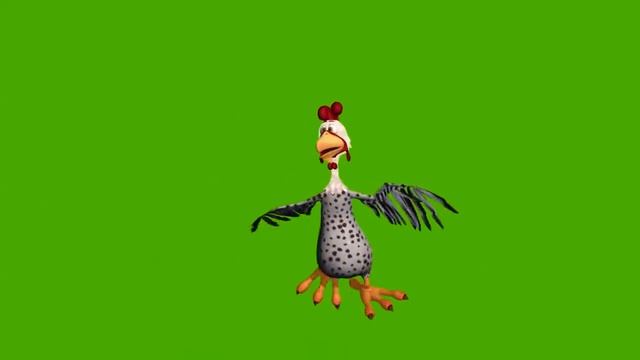 Петух танцует Футаж на хромакее смотреть онлайн