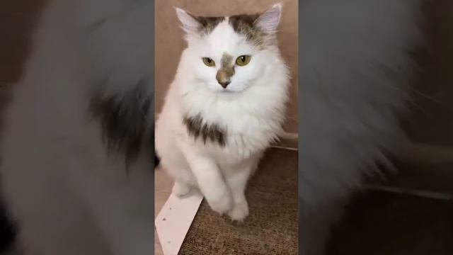 Эргофобия #shorts смотреть онлайн