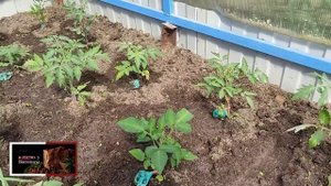 СРОЧНО ПОЛЕЙТЕ ТОМАТЫ.??? ПЕРВЫЙ ПОЛИВ .КОГДА И КАК ПРАВИЛЬНО ПОЛИВАТЬ ТОМАТЫ ПОСЛЕ ВЫСАДКИ ???.