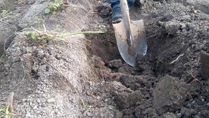 Батат Винницкий розовый.Урожай просто впечатляет.