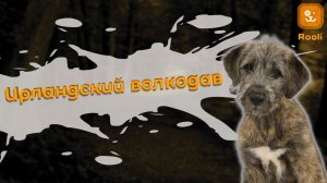 Ирландский Волкодав: Величественный Страж и Нежный Друг