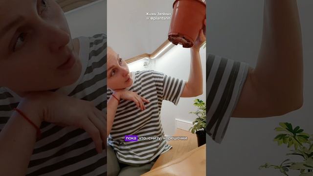 Неприхотливая Алоказия Пинк Драгон в Жизнь Зелёных 👉 тг plantsnn #алоказия #alokasia #shorts