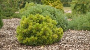 Сосна черная Хонибрукиана. Краткий обзор, описание характеристик pinus nigra Hornibrookiana