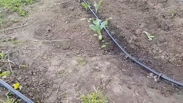 Моя система полива. Показываю как ЕСТЬ. не судите строго??? смотреть онлайн