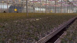 Фитосветильники ECOLED-BIO на досветке рассады томата