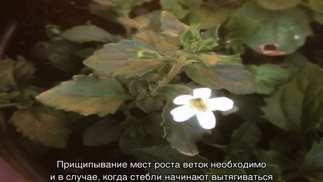 Бакопа монье (Bacopa Monnieri): описание и свойства растения смотреть онлайн