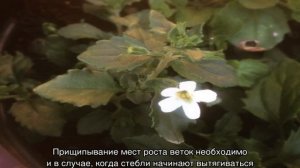 Бакопа монье (Bacopa Monnieri): описание и свойства растения