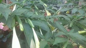 Brugmansia (Angel's flowers)