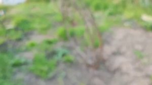 ОЧЕНЬ ИНТЕРЕСНО НА ВСЕ СМОТРЕТЬ / ЖИЗНЬ ПРЕКРАСНА И УДИВИТЕЛЬНА / Шиндр Мындр @ShindrMindr_Official