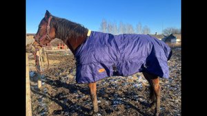 Утепляем лошадей. Обзор зимней попоны от бренда Sweet Horse