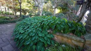 TRIP TO THE BOTANIC GARDEN SYDNEY - come on a planty walk with me #vlog #plantywalkandtalk