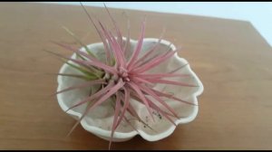 Tillandsia ionantha roja - Clavel de aire