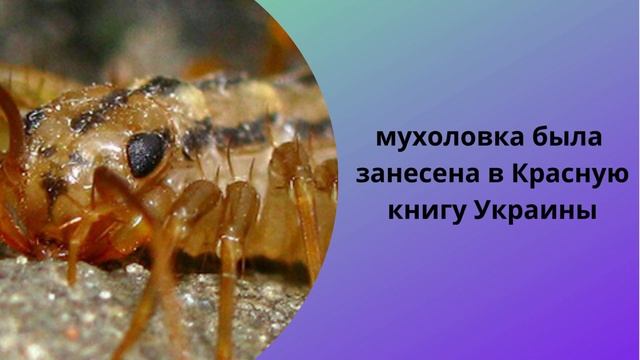 Интересные факты о мухоловках Мухоловка Многоножка Сколопендра смотреть онлайн