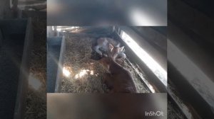 Без проблем не как ?♀️У телёнка нет сосательного рефлекса.
