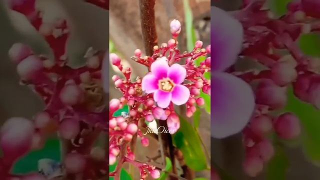 Averrhoa carambola ( Star Fruit ) ( Balimbing in Tagalog ) #nature #tree #flowers